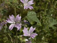 Malva cretica